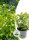 Cephalanthus occidentalis, Knopfbusch, Honigball, (C3, Ø 19cm), ink. Dünger