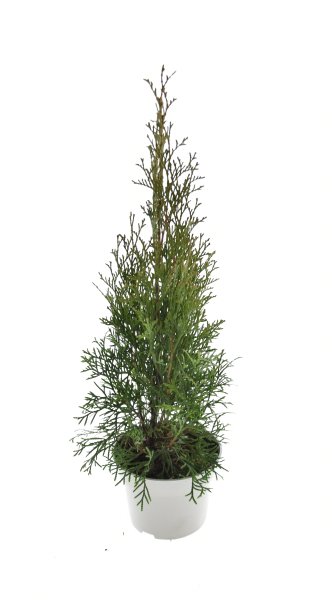 Lebensbaum Thuja Smaragd, 30-40 cm (Topf Ø 13 cm), Topfgewachsen, inkl. Dünger
