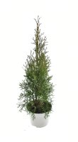 Lebensbaum Thuja Smaragd, 30-40 cm (Topf Ø 13 cm),...