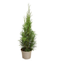 Lebensbaum Thuja Smaragd, 40-60 cm (Topf Ø 17 cm),...