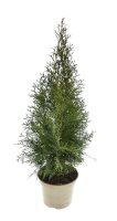 Lebensbaum Thuja Smaragd, 60-80 cm (Topf Ø 19 cm),...