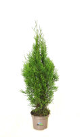 Lebensbaum Thuja Smaragd, 80-100 cm (Topf Ø 19...
