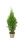 Lebensbaum Thuja Smaragd, 80-100 cm (Topf Ø 19 cm), Topfgewachsen