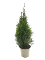 Lebensbaum Thuja Smaragd, 60-80 cm (Topf Ø 23 cm),...