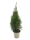 Lebensbaum Thuja Smaragd, 60-80 cm (Topf Ø 23 cm), Topfgewachsen