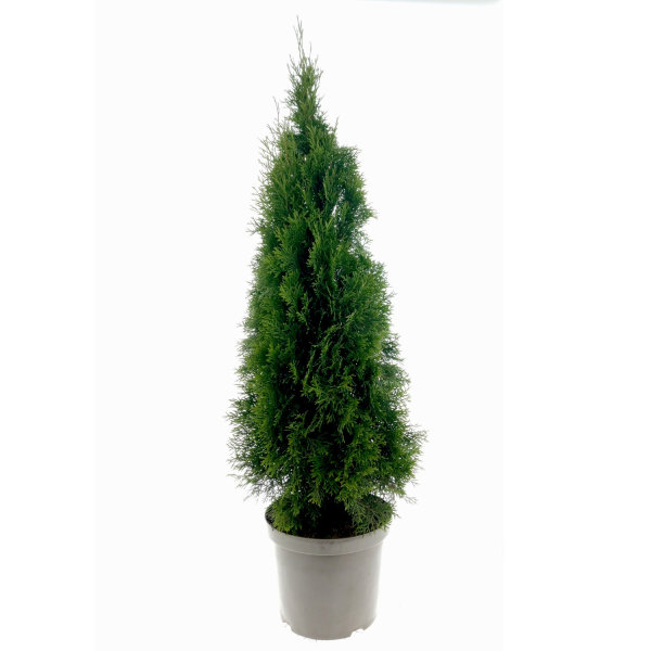 Lebensbaum Thuja Smaragd, 80-100 cm (Topf Ø 23 cm), Topfgewachsen