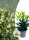 Kirschlorbeer Prunus lauroc. Novita, im 2-l-Container, 40-60 (Topf Ø 17 cm)