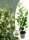 Kirschlorbeer Prunus lauroc. Novita, im 2-l-Container, 60-80 (Topf Ø 17 cm)