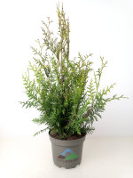 Lebensbaum Thuja Brabant, 40-60 (Topf Ø 17 cm)...