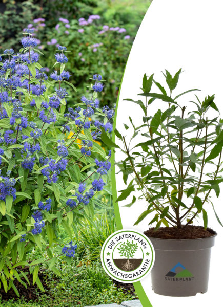 Caryopteris clandonensis Dark Knight, C 2