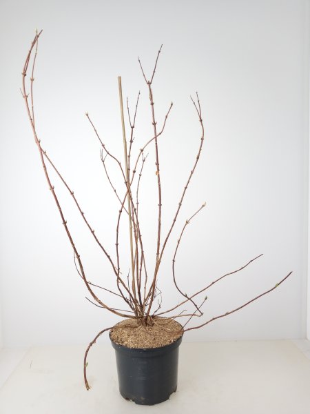 Deutzia Strawberry Fields, Sternenstrauch, 60-80 cm, im 5-l-Container (Ø 23 cm) inkl. Dünger