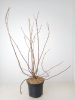 Deutzia Strawberry Fields, Sternenstrauch, 60-80 cm, im 5-l-Container (Ø 23 cm) inkl. Dünger