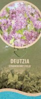 Deutzia Strawberry Fields, Sternenstrauch, 60-80 cm, im 5-l-Container (Ø 23 cm) inkl. Dünger