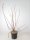 Deutzia Strawberry Fields, Sternenstrauch, 60-80 cm, im 5-l-Container (Ø 23 cm) inkl. Dünger