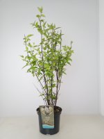 Deutzia magnifica, Maiblumenstrauch, 60-80 cm, im 5-l-Container (Ø 23 cm) inkl. Dünger