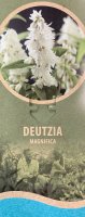 Deutzia magnifica, Maiblumenstrauch, 60-80 cm, im 5-l-Container (Ø 23 cm) inkl. Dünger