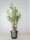 Deutzia magnifica, Maiblumenstrauch, 60-80 cm, im 5-l-Container (Ø 23 cm) inkl. Dünger
