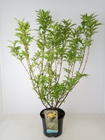 Forsythia x intermedia Spectabilis, Gelber Blütenstrauch, 60-80 cm, im 5-l-Container (Ø 23 cm) inkl. Dünger