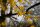 Forsythia x intermedia Spectabilis, Gelber Blütenstrauch, 60-80 cm, im 5-l-Container (Ø 23 cm) inkl. Dünger