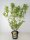 Forsythia x intermedia Spectabilis, Gelber Blütenstrauch, 60-80 cm, im 5-l-Container (Ø 23 cm) inkl. Dünger