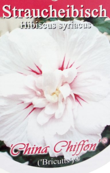 Hibiscus China Chiffon ®, Blütenstrauch, 60-80 cm, im 5-l-Container (Ø 23 cm) inkl. Dünger