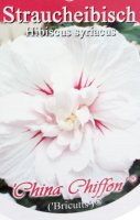 Hibiscus China Chiffon ®, Blütenstrauch, 60-80 cm, im 5-l-Container (Ø 23 cm) inkl. Dünger