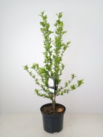 Hibiscus China Chiffon ®, Blütenstrauch, 60-80 cm, im 5-l-Container (Ø 23 cm) inkl. Dünger
