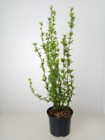 Hibiscus Pink Chiffon ®, Blütenstrauch, 60-80 cm, im 5-l-Container (Ø 23 cm) inkl. Dünger