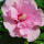 Hibiscus Pink Chiffon ®, Blütenstrauch, 60-80 cm, im 5-l-Container (Ø 23 cm) inkl. Dünger