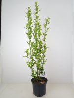 Hibiscus White Chiffon®, Blütenstrauch, 60-80 cm, im 5-l-Container (Ø 23 cm) inkl. Dünger