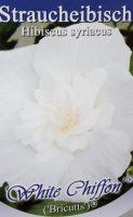 Hibiscus White Chiffon®, Blütenstrauch, 60-80 cm, im 5-l-Container (Ø 23 cm) inkl. Dünger
