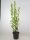 Hibiscus White Chiffon®, Blütenstrauch, 60-80 cm, im 5-l-Container (Ø 23 cm) inkl. Dünger