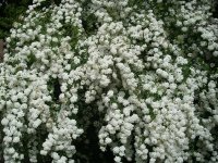 Spiraea vanhouttei, Brautspiere, 60-80 cm, im 5-l-Container (Ø 23 cm) inkl. Dünger