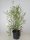 Spiraea vanhouttei, Brautspiere, 60-80 cm, im 5-l-Container (Ø 23 cm) inkl. Dünger