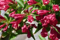 Weigela Eva Rathke, Blütenstrauch, 60-80 cm, im 5-l-Container (Ø 23 cm) inkl. Dünger