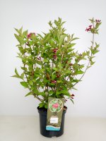 Weigela Eva Rathke, Blütenstrauch, 60-80 cm, im 5-l-Container (Ø 23 cm) inkl. Dünger