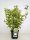 Weigela Eva Rathke, Blütenstrauch, 60-80 cm, im 5-l-Container (Ø 23 cm) inkl. Dünger