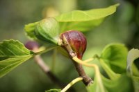Ficus carica Brown Turkey, Fruchtfeige, 40-60 cm, im 5-l-Container (Ø 23 cm) inkl. Dünger