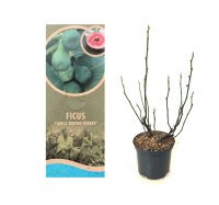 Ficus carica Brown Turkey, Fruchtfeige, 40-60 cm, im 5-l-Container (Ø 23 cm) inkl. Dünger