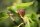 Ficus carica Brown Turkey, Fruchtfeige, 40-60 cm, im 5-l-Container (Ø 23 cm) inkl. Dünger