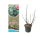 Ficus carica Brown Turkey, Fruchtfeige, 40-60 cm, im 5-l-Container (Ø 23 cm) inkl. Dünger