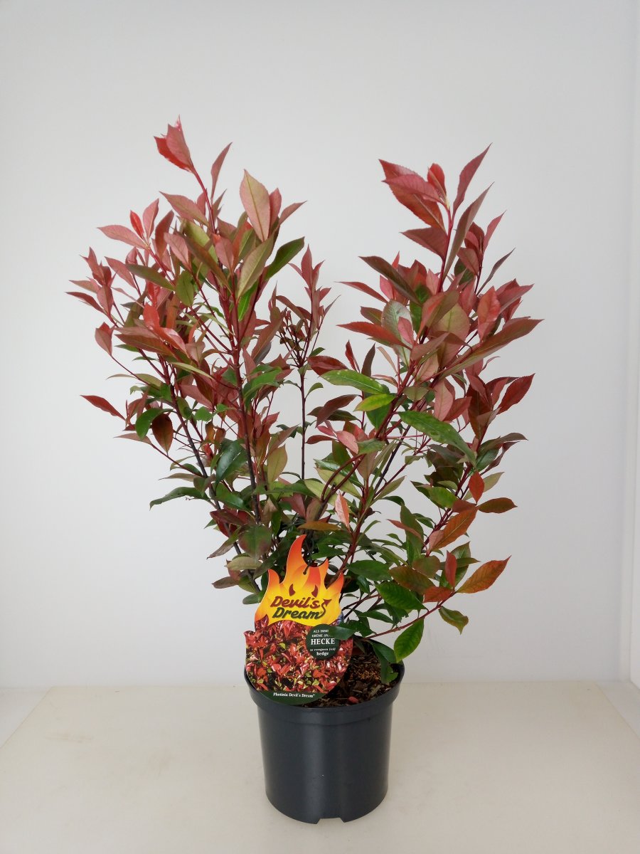 Photinia fraseri 'Devil's Dream®', Glanzmispel, 6080 cm, im 5lCont