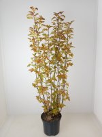 Physocarpus opulifolius Amber Jubilee®, Blasenspiere, 80-100 cm, im 5-l-Container (Ø 23 cm) inkl. Dünger