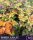 Physocarpus opulifolius Amber Jubilee®, Blasenspiere, 80-100 cm, im 5-l-Container (Ø 23 cm) inkl. Dünger