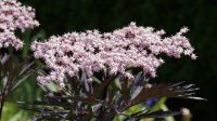 Sambucus nigra Black Lace ®, Schwarzer Holunder, 60-80 cm, im 5-l-Container (Ø 23 cm) inkl. Dünger