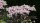 Sambucus nigra Black Lace ®, Schwarzer Holunder, 60-80 cm, im 5-l-Container (Ø 23 cm) inkl. Dünger
