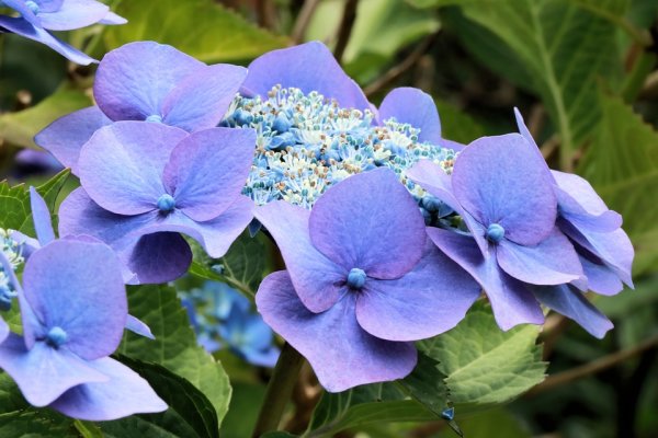Hydrangea macrophylla Teller Blue, Hortensie Blaumeise, 30-40 cm, im 5-l-Container (Ø 23 cm) inkl. Dünger