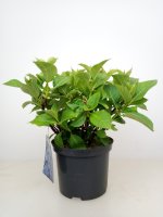 Hydrangea macrophylla Teller Blue, Hortensie Blaumeise, 30-40 cm, im 5-l-Container (Ø 23 cm) inkl. Dünger