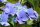 Hydrangea macrophylla Teller Blue, Hortensie Blaumeise, 30-40 cm, im 5-l-Container (Ø 23 cm) inkl. Dünger