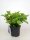 Hydrangea macrophylla Teller Blue, Hortensie Blaumeise, 30-40 cm, im 5-l-Container (Ø 23 cm) inkl. Dünger